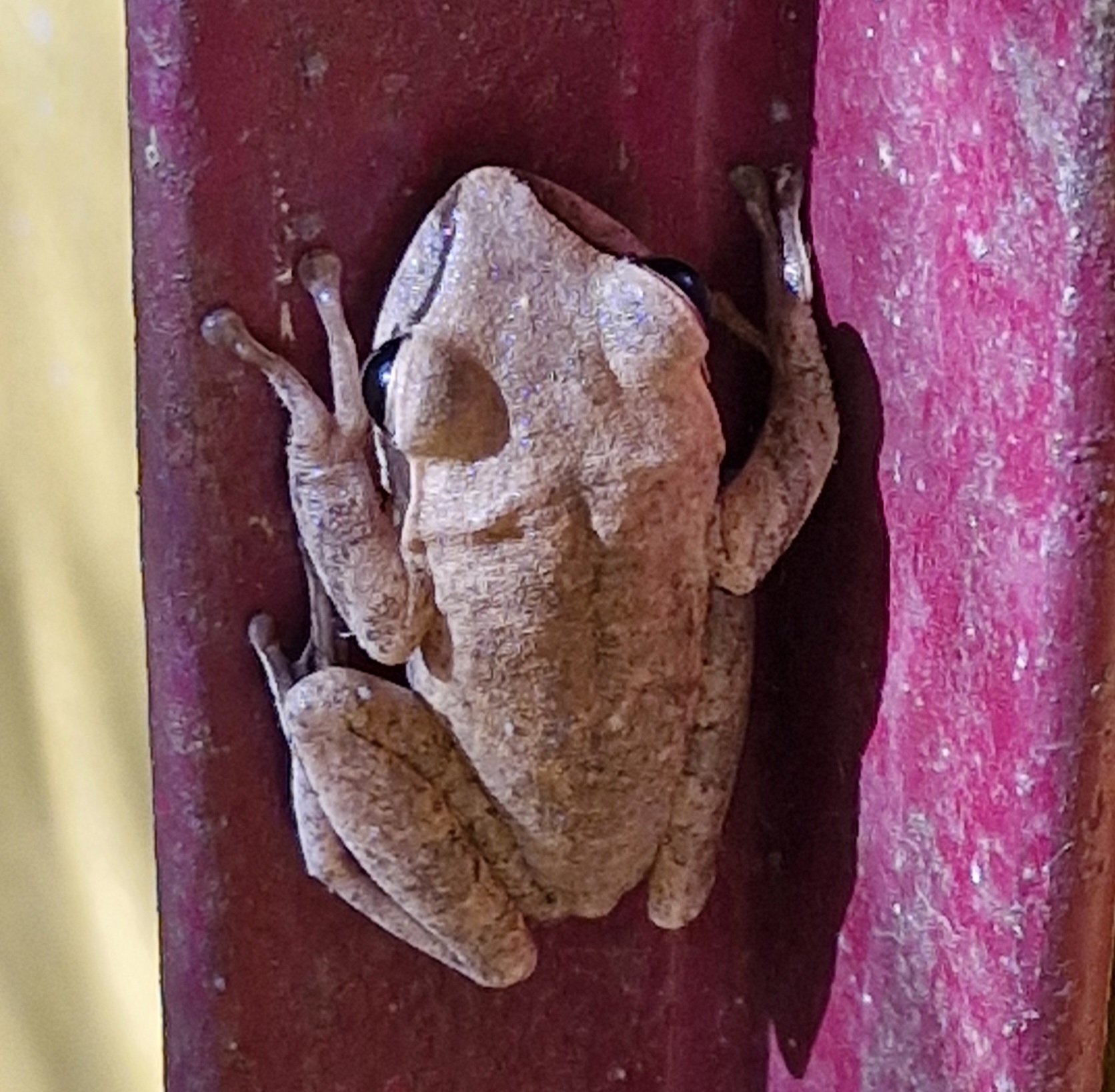 Big-Headed Whipping Frog