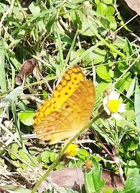 Common Leopard