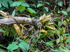 Dischidia major, photograph (c) Gerard Chartier, some rights reserved (CC BY)