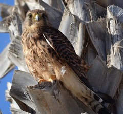 Falco tinnunculus canariensis
