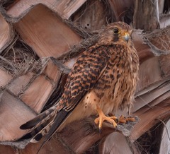 Falco tinnunculus canariensis