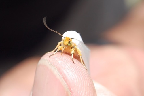Photo of White Flower Moth (Schinia bimatris)