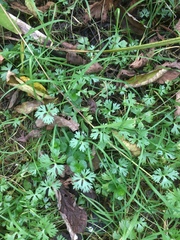 Ranunculus flabellaris