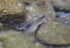 Parablennius parvicornis