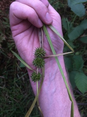Sparganium androcladum