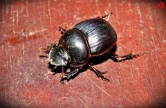 Dichotomius nisus