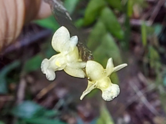 Dendrobium aloifolium