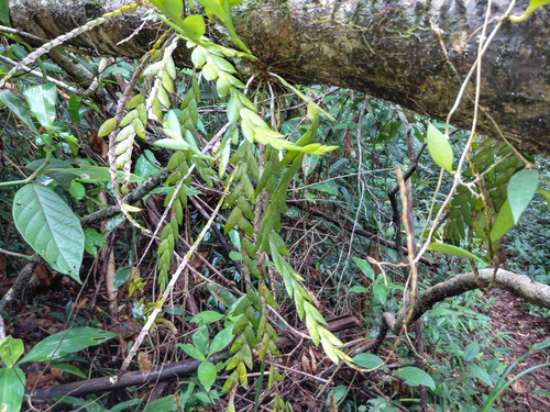 Dendrobium aloifolium, photograph 1