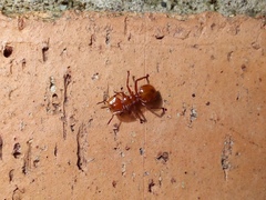 Cephalotes clypeatus