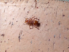 Cephalotes clypeatus