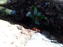 Cephalotes clypeatus