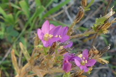 Centaurium littorale uliginosum