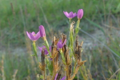 Centaurium littorale uliginosum