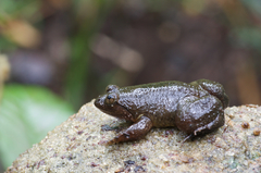 Lankanectes corrugatus