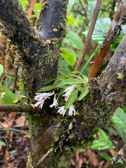 Dendrobium panduratum