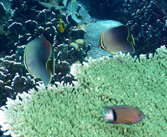 Plectroglyphidodon dickii