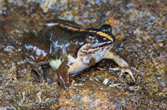 Lankanectes corrugatus