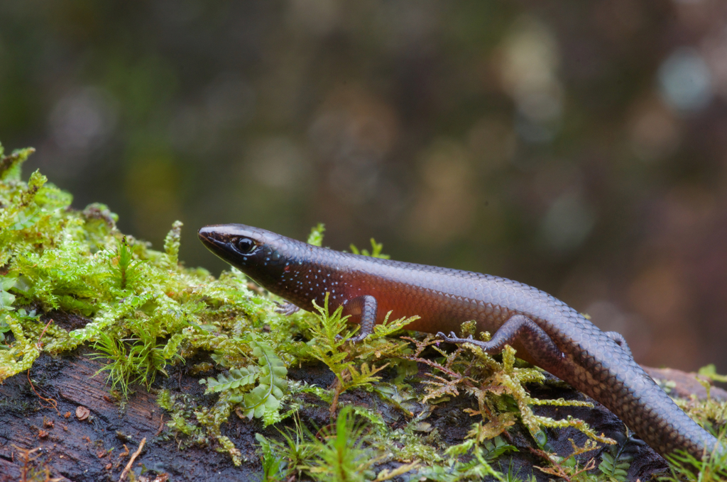Gans' Tree Skink