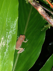 Pseudophilautus auratus