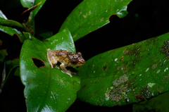 Pseudophilautus decoris
