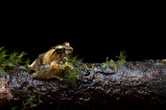 Pseudophilautus singu