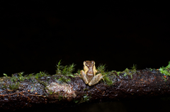 Pseudophilautus singu