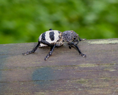 Aegorhinus phaleratus