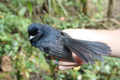 Black Monarch photo 3