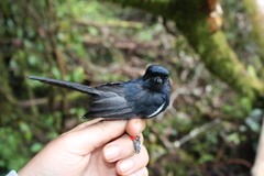 Black Monarch photo 4