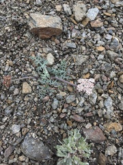 Lomatium nevadense