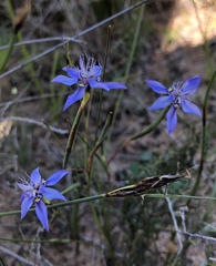 Moraea lugubris