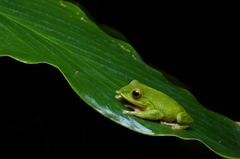 Pseudophilautus ocularis