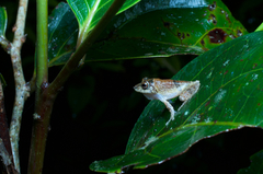 Pseudophilautus decoris