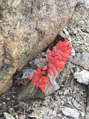 Dudleya cymosa pumila
