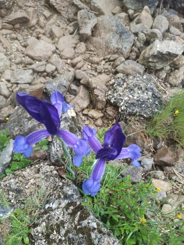 Avistamiento Iris azul de las marismas (Iris xiphium)