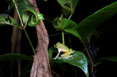 Pseudophilautus poppiae