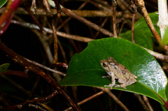 Pseudophilautus decoris