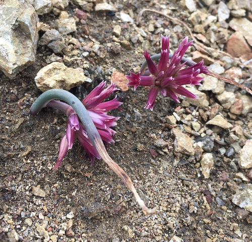 Image of Allium monticola by (c) Matt Berger, some rights reserved (CC BY)