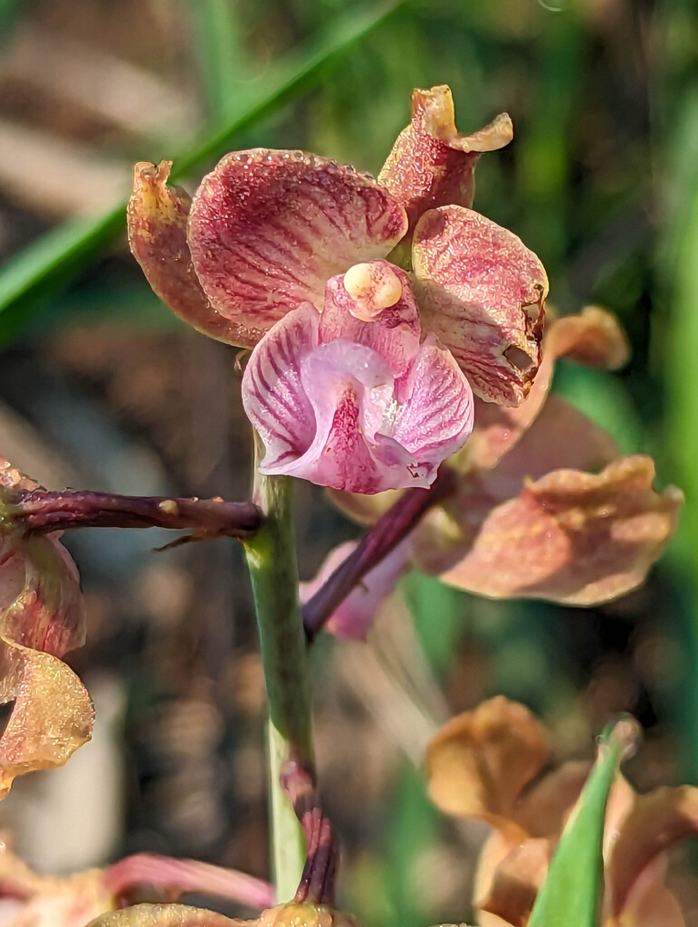 Eulophia gonychila