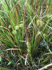 Sparganium androcladum