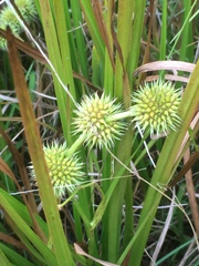 Sparganium androcladum