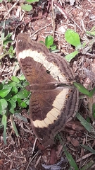 Junonia elgiva