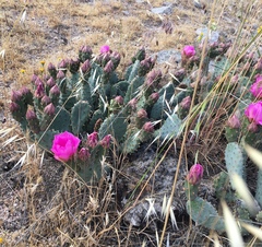 Opuntia basilaris brachyclada