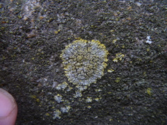 Candelariella medians