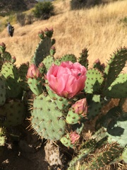 Opuntia × vaseyi