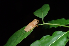 Cophyla phyllodactyla