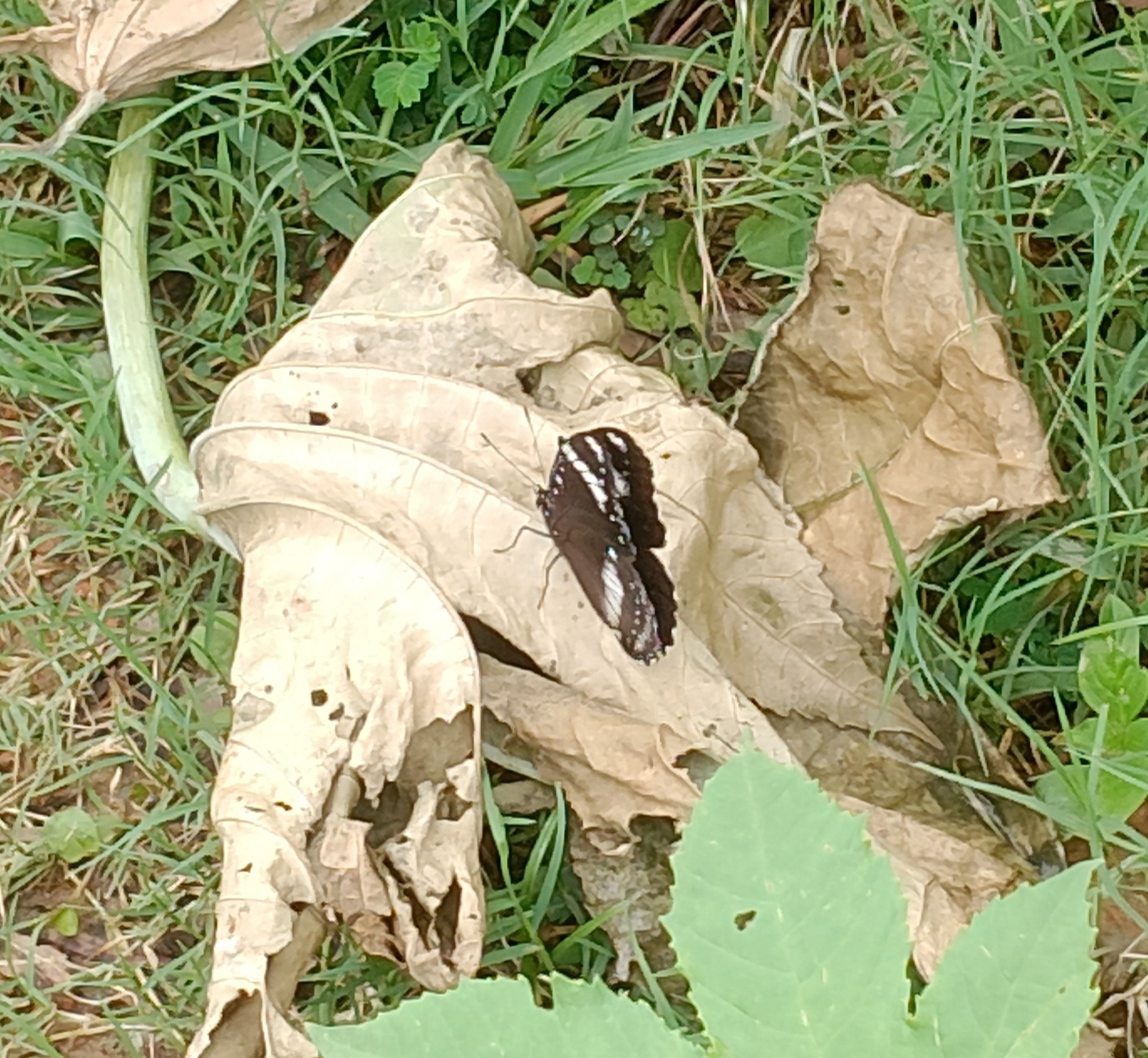 Great Eggfly