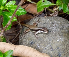 Leiocephalus macropus