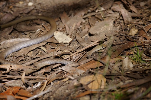 Yellow-faced Whipsnake sighting