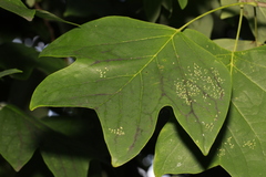 Illinoia liriodendri